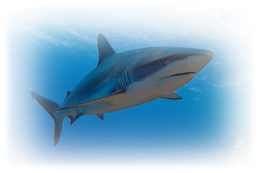 Тайны глубин